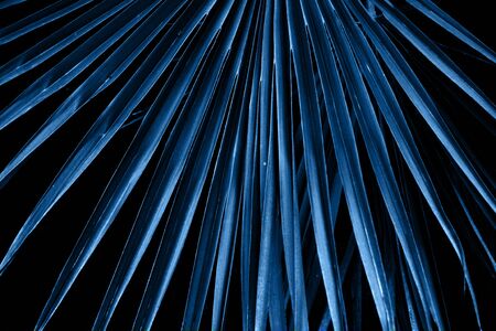 Blue palm leaves close-up. Color of the year 2020 concept.の写真素材