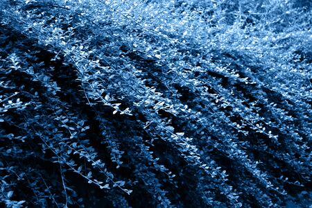 Shrub of blue succulent. Batanic natural background. Color of the Year 2020 conceptの写真素材