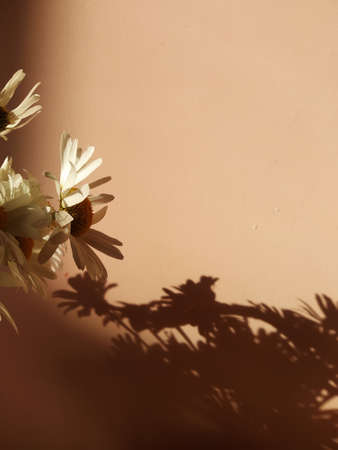 A bouquet of white daisies in a round pink vase on a white table in the sunset. The contrast of light and shadowの写真素材