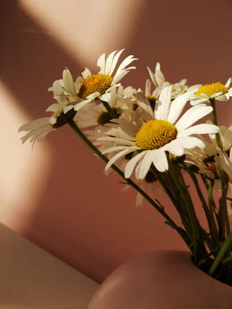 A bouquet of white daisies in a round pink vase on a white table in the sunset. The contrast of light and shadowの写真素材