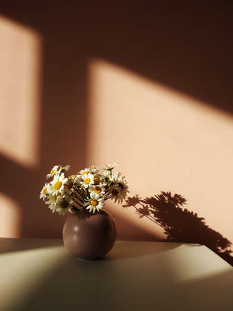 A bouquet of white daisies in a round pink vase on a white table in the sunset. The contrast of light and shadowの写真素材
