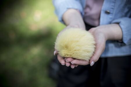 A young girl in a denim jacket holds with both hands in her palms a fluffy light yellow fur pompomの写真素材