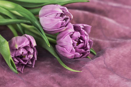 Bouquet of pink tulips on velvetの写真素材