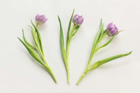 Three pink tulips isolated on white background.の写真素材