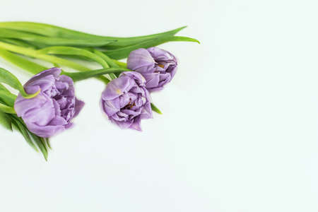 Three purple tulips on a white background with copy space. Spring background.