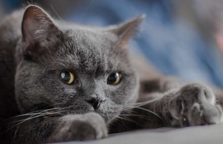 Gray cat, British breed, sad look, close-upの写真素材