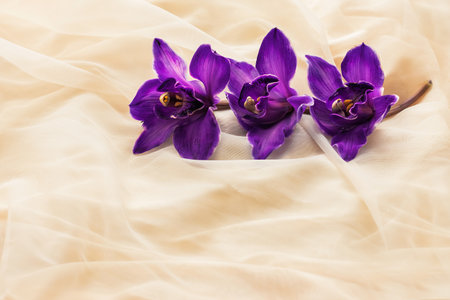 Delicate background with purple orchid flowers for cards and graphic artworks close-up. Concept for a festive background, postcard with copy space.の写真素材