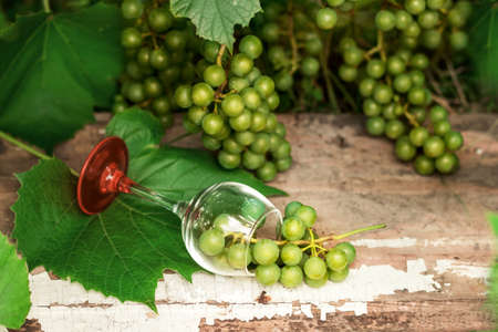 A bunch of white grapes in a glass goblet on a wooden table against a background of grapevine and leaves. Harvesting concept, winery.の写真素材