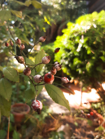bunches of rose hips in the warm rays of the sun, for graphic designの写真素材