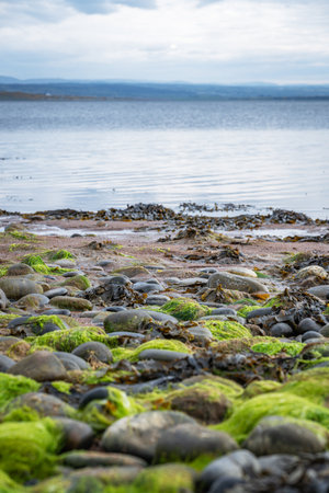 A rocky beach in Scotland covered in vibrant green moss and seaweed, leading to calm water and distant hills under a cloudy sky.の写真素材