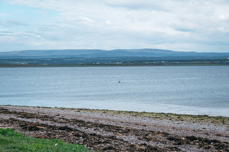 View across a wide coastal firth towards a distant village and hills under a partly cloudy sky. A small marine animal fin is visible in the water.の写真素材