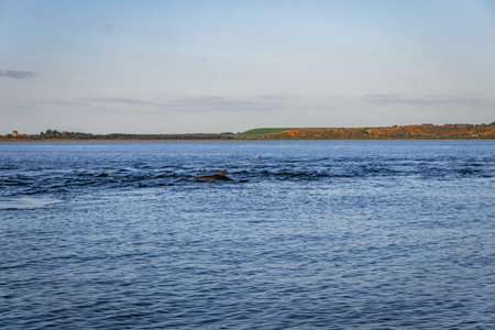 A bottlenose dolphin (Tursiops truncatus) surfaces in the Moray or Cromarty Firth in Scotland on a sunny day.の写真素材