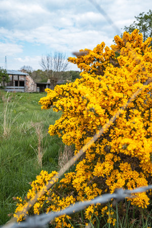 A large, vibrant gorse bush in full bloom with bright yellow, pea-like flowers and spiky green thorns.の写真素材