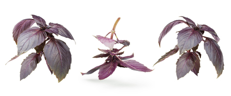 Fresh red basil herb leaves isolated on white background. Purple Dark Opal Basilの写真素材