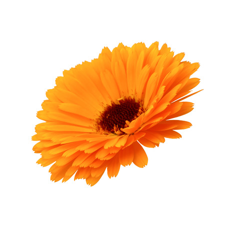 Calendula flowers isolated on white backgroundの写真素材