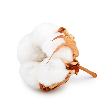 Cotton plant flower isolated on white backgroundの写真素材