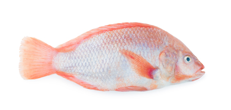 Raw red tilapia fish with shadow isolated on white backgroundの写真素材