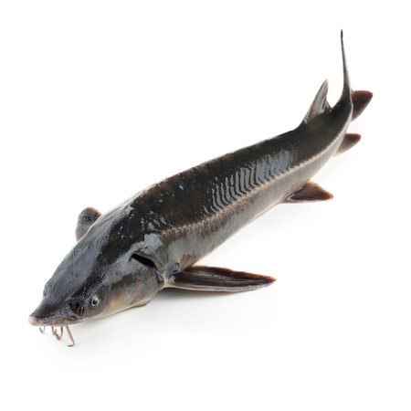 Sturgeon fish isolated on white backgroundの写真素材