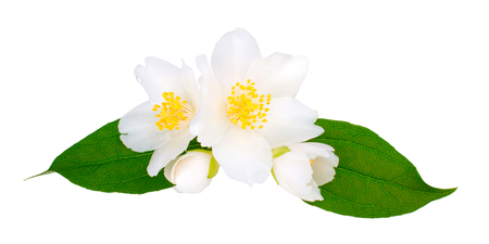 Jasmine flowers with leaves isolated on white backgroundの写真素材