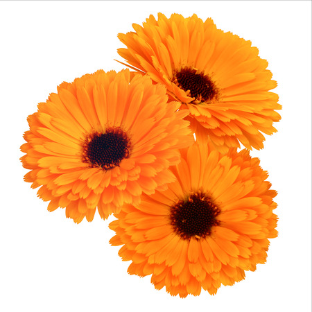 Calendula flowers isolated on white backgroundの写真素材
