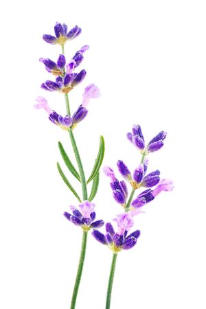 Lavender flowers isolated on white backgroundの写真素材