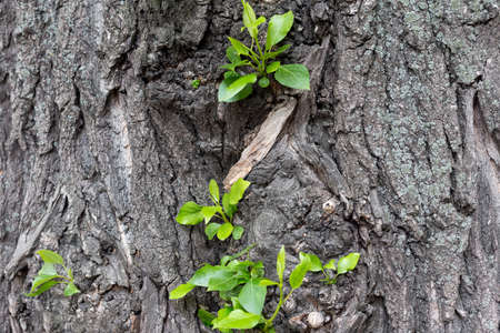 Wooden texture with green leaves on it