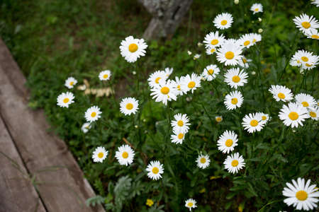 Chamomiles at the grass background. Nature white, yellow, and green. High quality photo