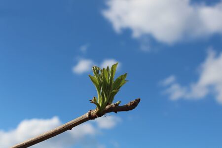 A detailed close-up shot of a tree branch with leafs sprouts against a blue skyの写真素材