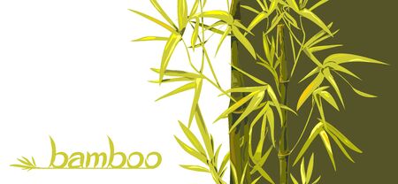 Vector isolated bamboo with leaves and branches on a green and white background. Illustration in Chinese and Japanese style in traditional colors and unique fontのイラスト素材