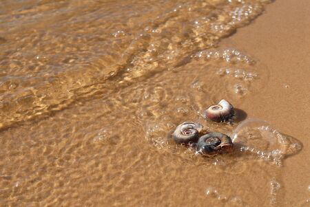 Seashell on the beach. There are three small sea shells on the beach. A wave is coming and foaming.の写真素材