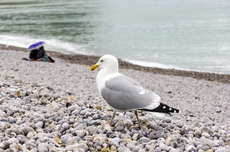 couple under a blue umbrella and a seagull on the shingle beachの写真素材