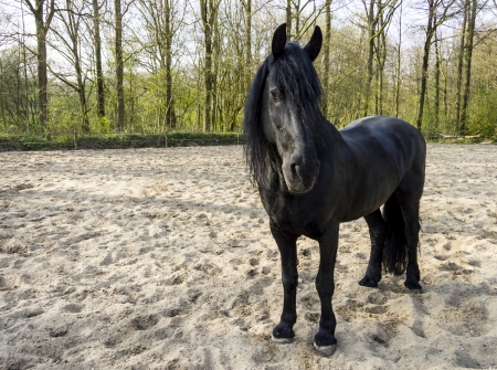 Funny black horseの写真素材