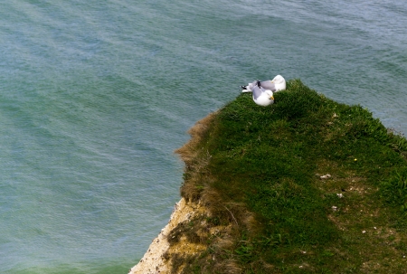 Two seagulls on the cliff over the seaの写真素材