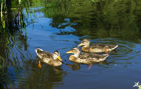 Three hens of mallards in beautiful water, with reflectionsの写真素材