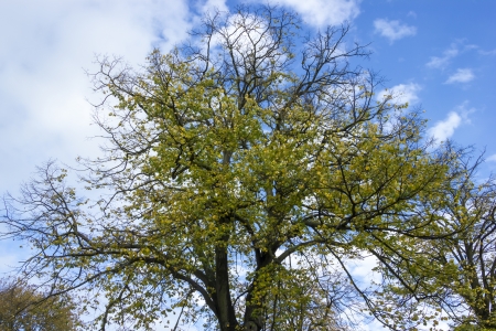Autumn tree against blue sky backgroundの写真素材