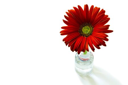 gerber flowers on a green stalk against white backgroundの写真素材