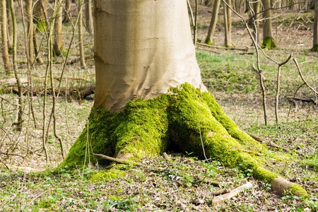 Bright green moss at the foot of a tree in spring forestの写真素材