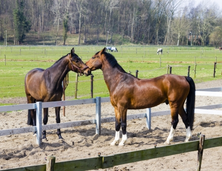Two horses  behind a farm fenceの写真素材