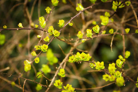 blooming spring yellow and green leaves on the branches