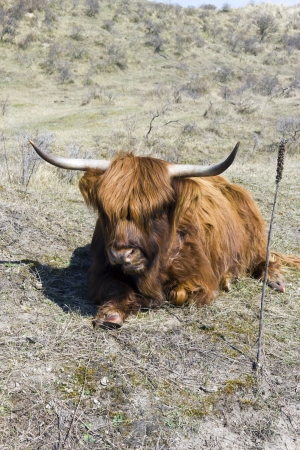 Cattle scottish Highlanders, Zuid Kennemerland, Netherlandsの写真素材