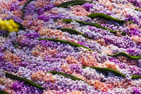 Background of Pink flowering hyacinthsの写真素材