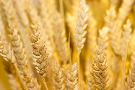 gold wheat ears backgroundの写真素材