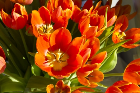 tulips in sunlightの写真素材