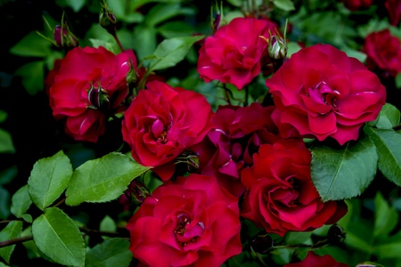 bush of red rosesの写真素材