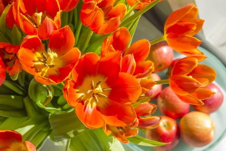 tulips in sunlightの写真素材