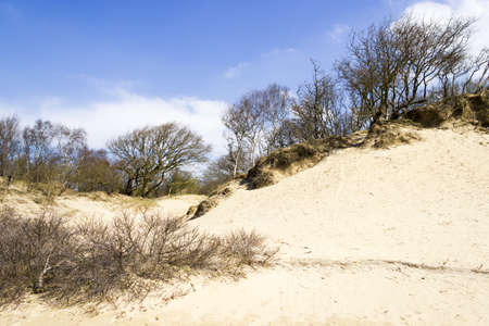 Sand landscape, National Park Zuid Kennemerland, The Netherlandsの写真素材