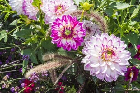 Beautiful colorful flower garden with various flowersの写真素材