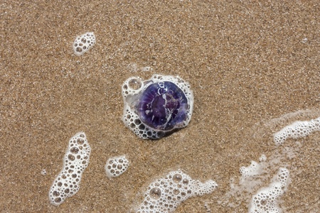 blue jellyfish on the sandy beachの写真素材