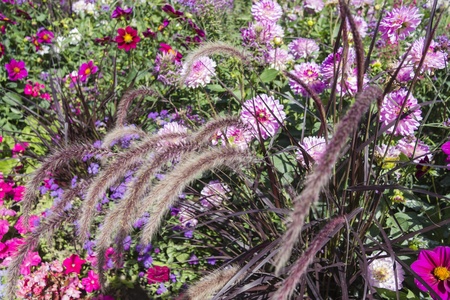 Beautiful colorful flower garden with various flowersの写真素材