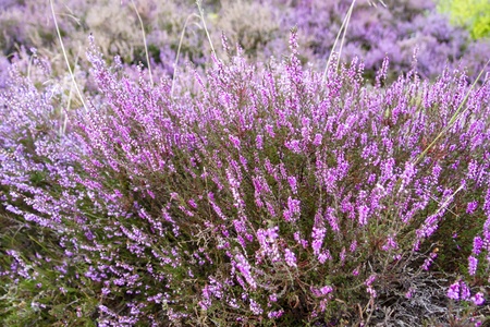 branches of a blossoming heather close upの写真素材
